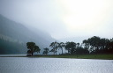 the ‘Buttermere Pines’