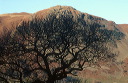 tree silhouette near Hartsop