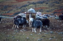 Herdwick sheep