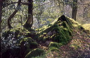 a wood in Borrowdale