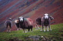 Herdwick sheep