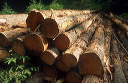 logging in Ennerdale Forest