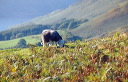 a lone Herdwick sheep