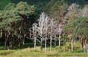 trees near Gatesgarth