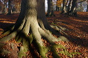 Autumn Woodland