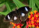 Hypolimnas Misippus (male)