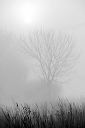 Misty Tree