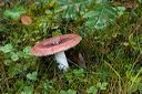 Russula