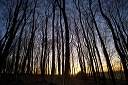 Sunset inthe Wood