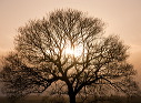 Tree Sunset