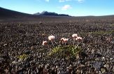 Icelandic landscape photo